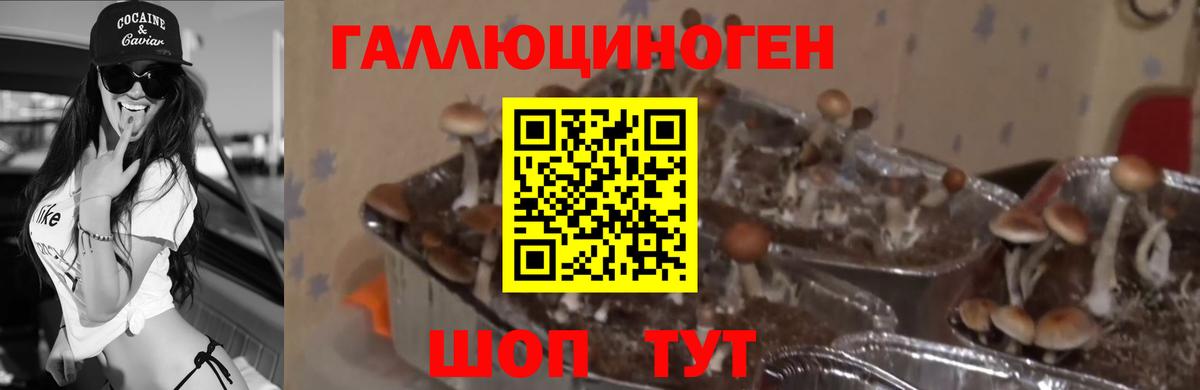 Галлюциногенные грибы Cubensis  Галлюциногенные грибы MAGIC MUSHROOMS  Вход с VPN  где купить   Черногорск 